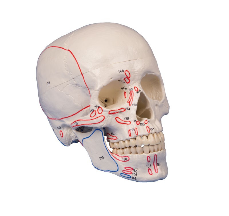 Model czaszki, 3 części + oznaczenia przyczepów mięśni - zdjecie nr: 1