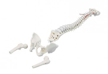 Model Kręgosłupa, elastyczny z fragmentami kości udowych - zdjecie nr: 1