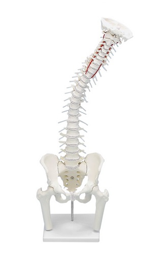 Model kręgosłupa z fragmentami kości udowych i statywem, elastyczny - zdjecie nr: 1