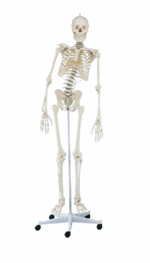 Model szkieletu człowieka dla fizjoterapeuty! - zdjecie nr: 2