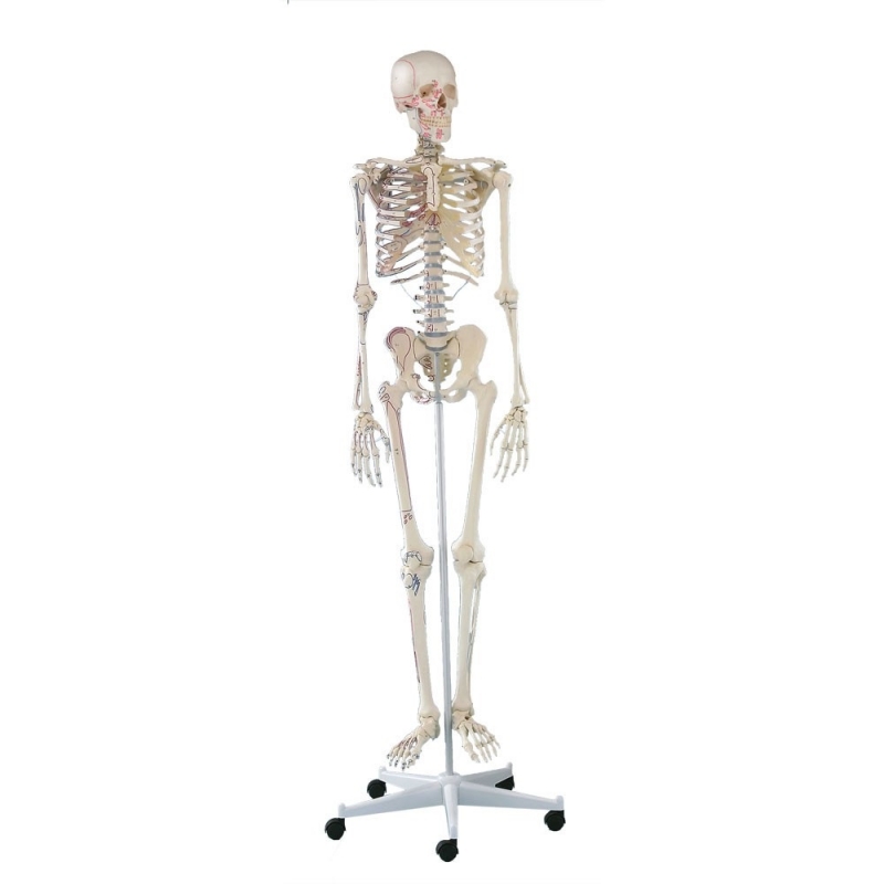 Szkielet człowieka Arnold z oznaczonymi mięśniami - zdjecie nr: 1