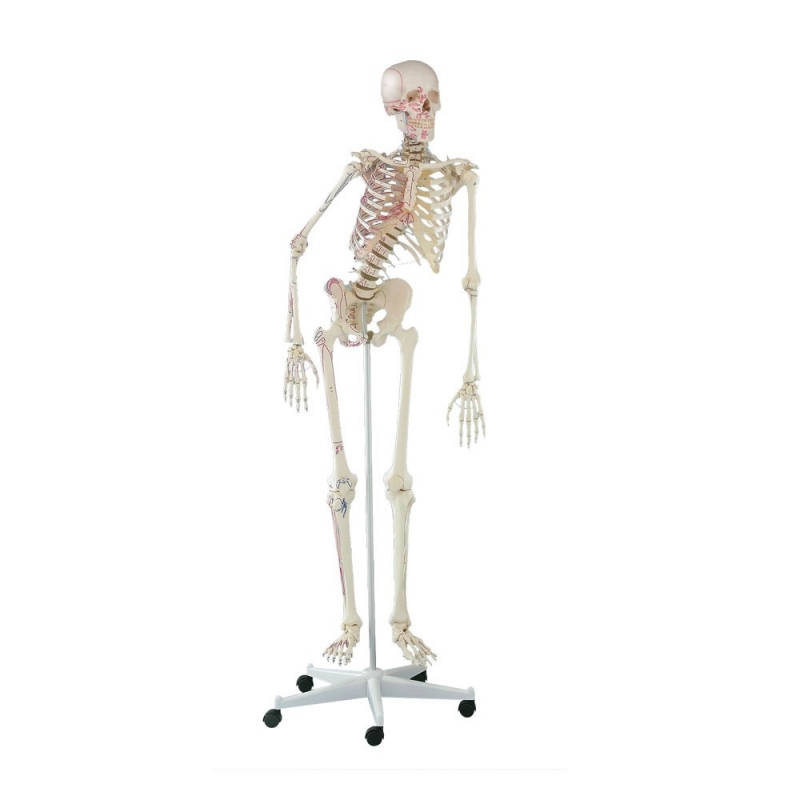 Szkielet człowieka Peter z ruchomym kręgosłupem i oznaczeniami mięśni - zdjecie nr: 1