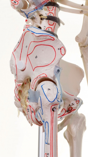 Model szkieletu człowieka z oznaczonymi mięśniami i więzadłami - BERT - zdjecie nr: 2
