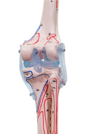 Model szkieletu człowieka z oznaczonymi mięśniami i więzadłami - BERT - zdjecie nr: 3
