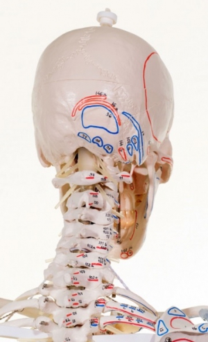 Model szkieletu człowieka z oznaczonymi mięśniami i więzadłami - BERT - zdjecie nr: 4