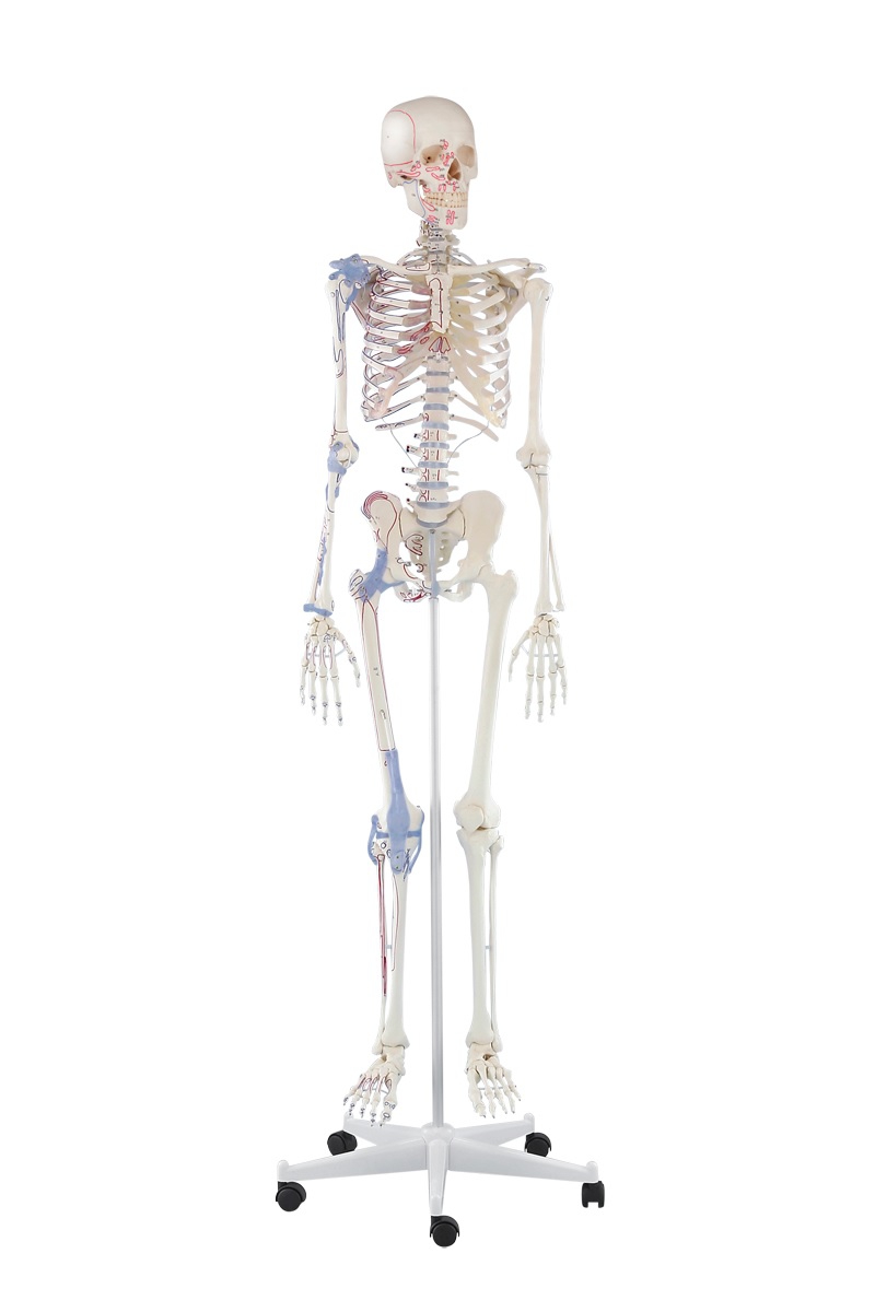 Model szkieletu człowieka z oznaczonymi mięśniami i więzadłami - BERT - zdjecie nr: 1