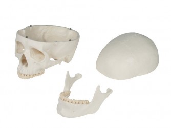 Model czaszki człowieka, 3 części - zdjecie nr: 4