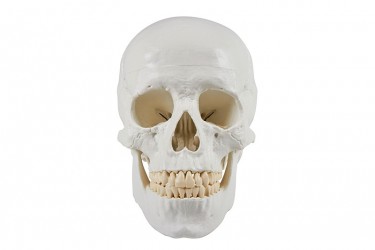 Model czaszki człowieka, 3 części - zdjecie nr: 5
