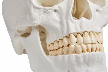 Model czaszki człowieka, 3 części - zdjecie nr: 6
