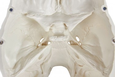 Model czaszki człowieka, 3 części - zdjecie nr: 7