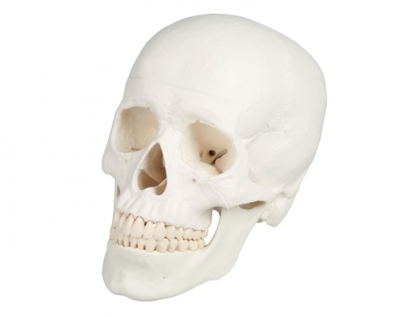 Model czaszki człowieka, 3 części - zdjecie nr: 1
