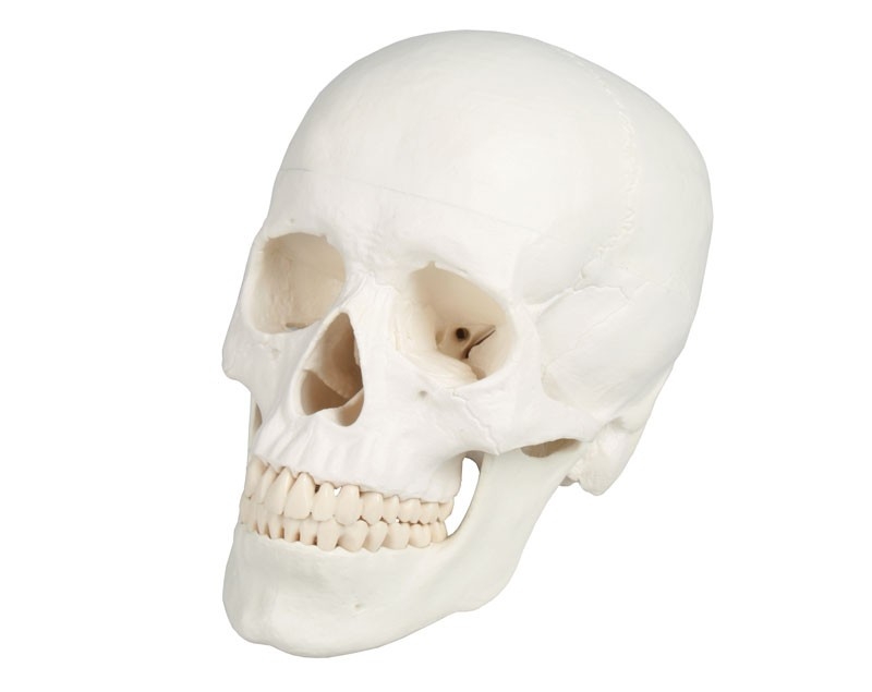 Model czaszki człowieka, 3 części - zdjecie nr: 1
