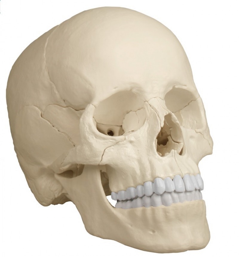 Dydaktyczna czaszka osteopatyczna, 22 części, wersja anatomiczna - zdjecie nr: 1