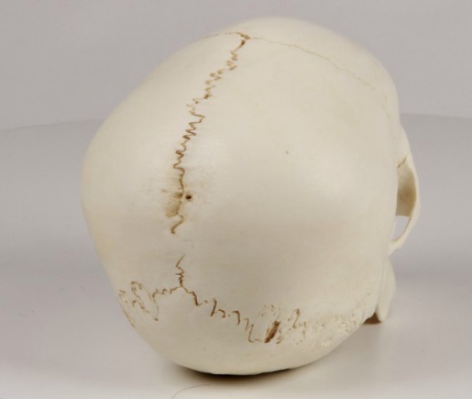 Model czaszki 4-letniego dziecka - zdjecie nr: 3