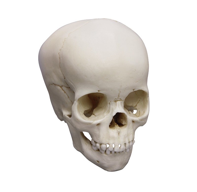 Model czaszki 4-letniego dziecka - zdjecie nr: 1