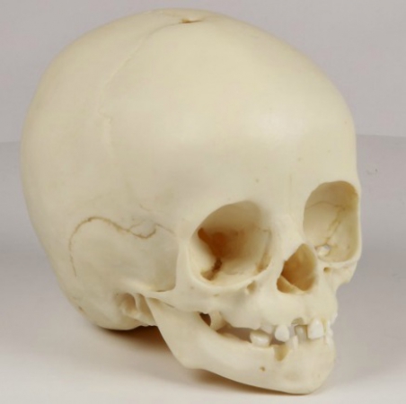 Model czaszki 14-miesięcznego dziecka - zdjecie nr: 2