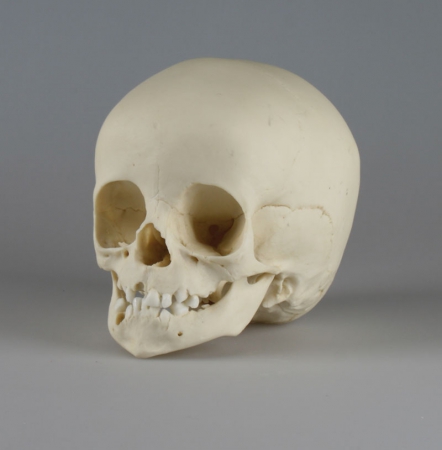 Model czaszki 14-miesięcznego dziecka - zdjecie nr: 4