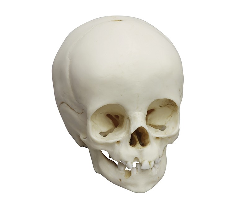 Model czaszki 14-miesięcznego dziecka - zdjecie nr: 1