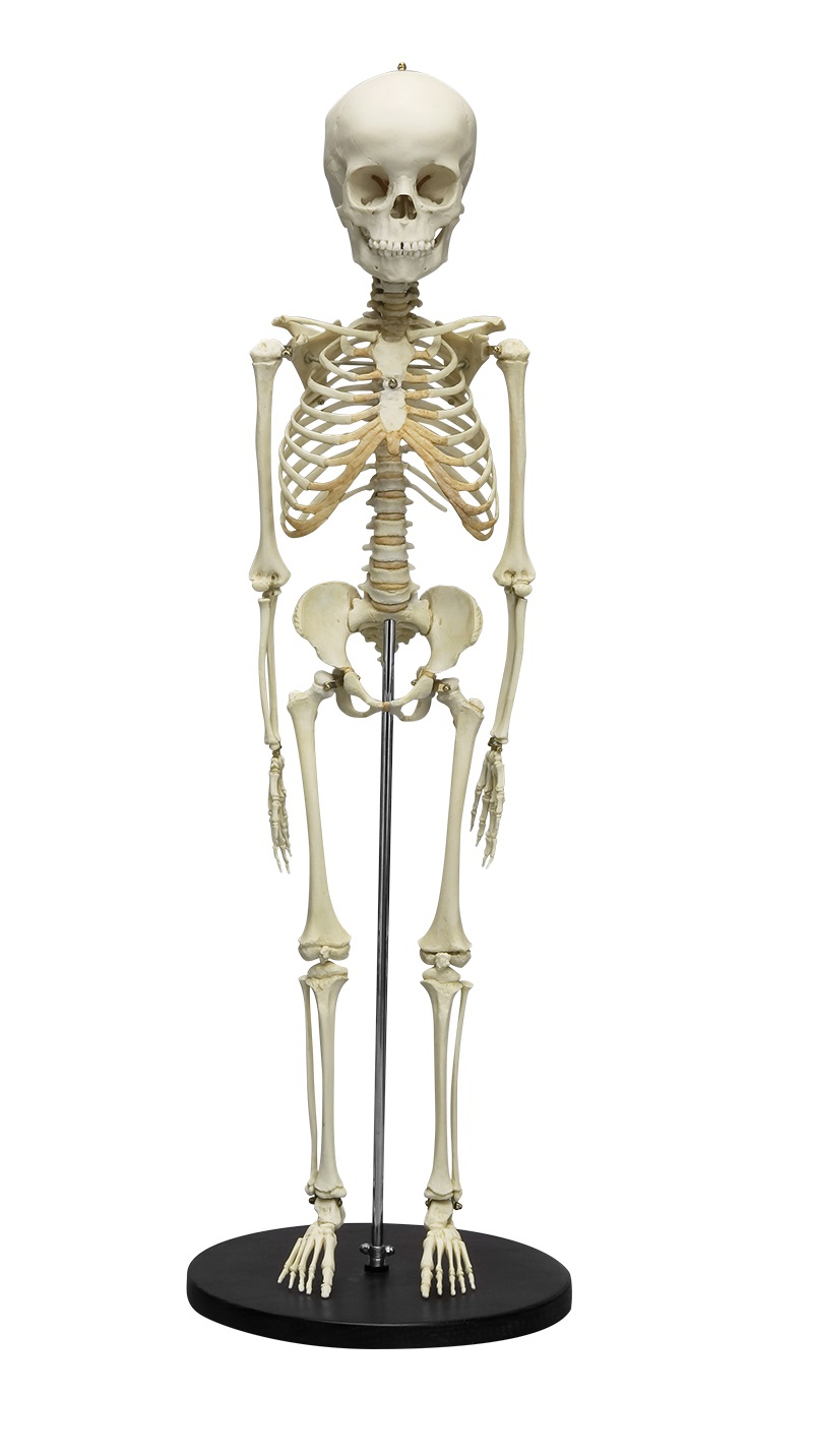 Model szkieletu 5 - letniego dziecka - zdjecie nr: 1