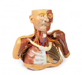 Model anatomiczny 3D - głowa, szyja, bark, górna część klatki piersiowej - zdjecie nr: 2