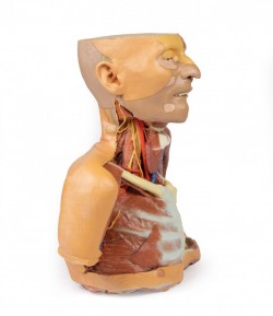 Model anatomiczny 3D - głowa, szyja, bark, górna część klatki piersiowej - zdjecie nr: 3