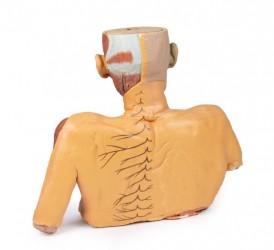 Model anatomiczny 3D - głowa, szyja, bark, górna część klatki piersiowej - zdjecie nr: 4