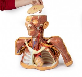 Model anatomiczny 3D - głowa, szyja, bark, górna część klatki piersiowej - zdjecie nr: 7