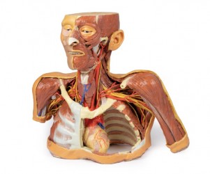 Model anatomiczny 3D - głowa, szyja, bark, górna część klatki piersiowej - zdjecie nr: 1