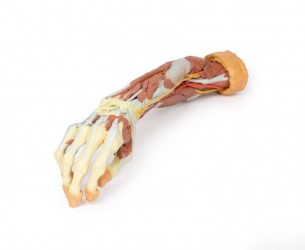 Wydruk anatomiczny 3D - przedramię, dłoń - zdjecie nr: 2