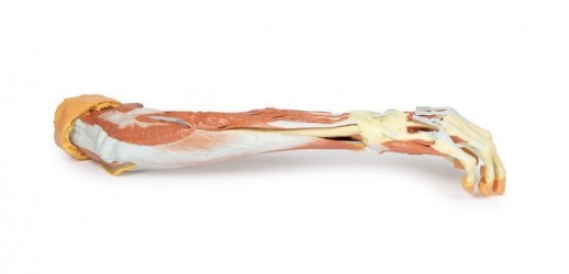 Wydruk anatomiczny 3D - przedramię, dłoń - zdjecie nr: 3