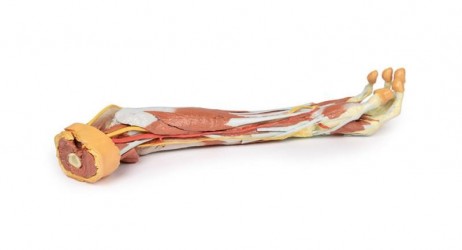 Wydruk anatomiczny 3D - przedramię, dłoń - zdjecie nr: 4