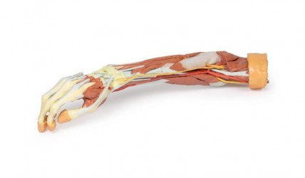 Wydruk anatomiczny 3D - przedramię, dłoń - zdjecie nr: 1