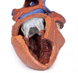 Model serca 3D, budowa wewnętrzna - zdjecie nr: 2
