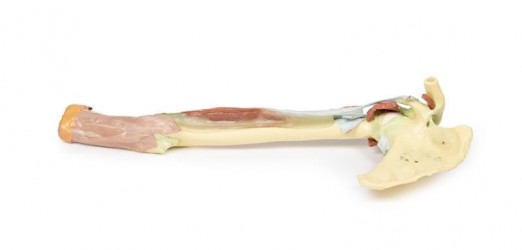 Wydruk anatomiczny - kończyna górna, biceps, kości, więzadła - zdjecie nr: 1