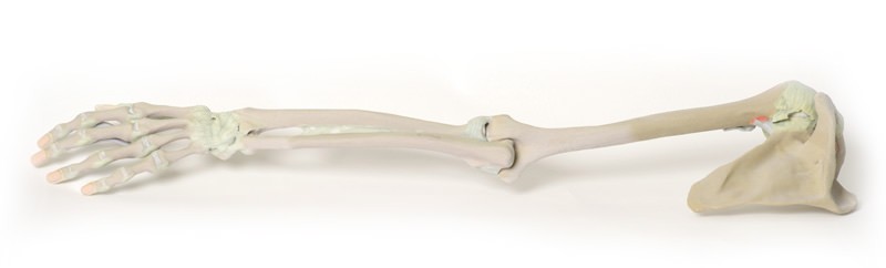 Wydruk anatomiczny - kończyna górna, więzadła - zdjecie nr: 1