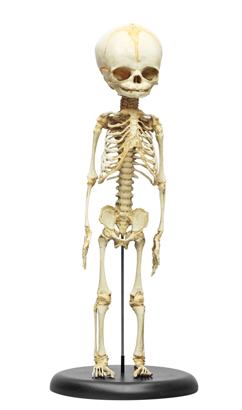 Model szkieletu 30-tygodniowego płodu  - zdjecie nr: 1