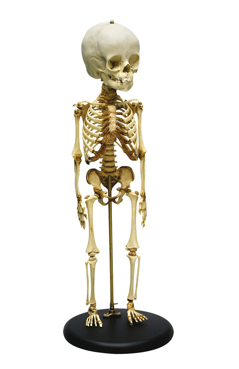 Model  szkieletu dziecka w wieku 14-16 miesięcy - zdjecie nr: 1