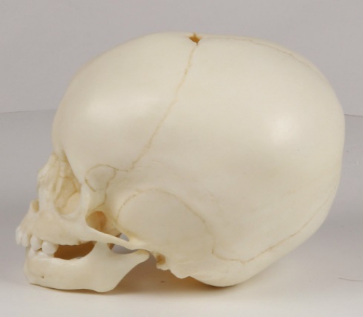 Model czaszki 15-miesięcznego dziecka - zdjecie nr: 2