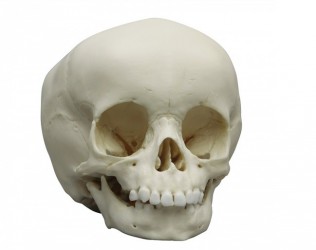 Model czaszki 15-miesięcznego dziecka - zdjecie nr: 4
