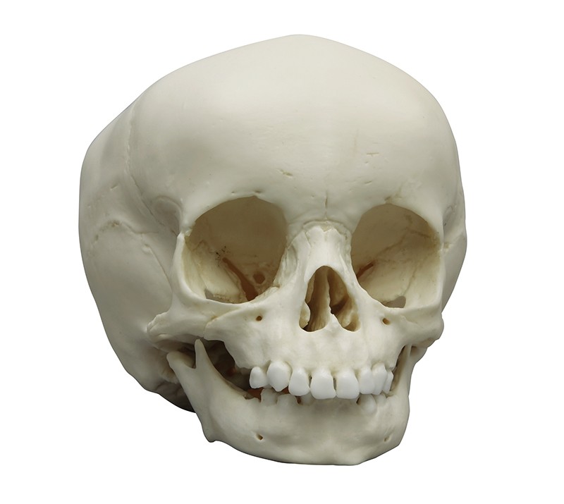 Model czaszki 15-miesięcznego dziecka - zdjecie nr: 1