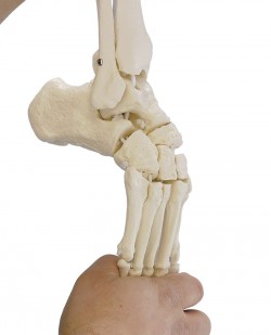 Elastyczny szkielet stopy z fragmentami kości podudzia - zdjecie nr: 2