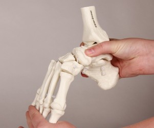 Elastyczny szkielet stopy z fragmentami kości podudzia - zdjecie nr: 3