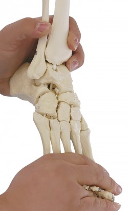 Elastyczny szkielet stopy z fragmentami kości podudzia - zdjecie nr: 1