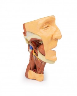 Wydruk anatomiczny 3D - głowa i szyja, połowa twarzy - zdjecie nr: 2