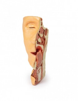 Wydruk anatomiczny 3D - głowa i szyja, połowa twarzy - zdjecie nr: 1