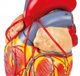 Model anatomiczny serca człowieka, 2 części, 2x powiększenie - zdjecie nr: 2