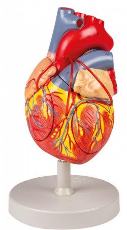 Model anatomiczny serca człowieka, 2 części, 2x powiększenie - zdjecie nr: 1