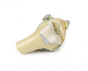 Wydruk  anatomiczny - staw kolanowy w pozycji zgięciowej - zdjecie nr: 6