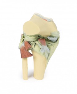 Wydruk  anatomiczny - staw kolanowy w pozycji zgięciowej - zdjecie nr: 7