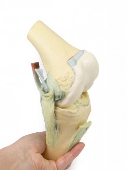 Wydruk  anatomiczny - staw kolanowy w pozycji zgięciowej - zdjecie nr: 8